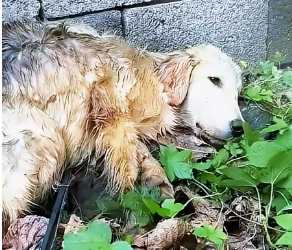 V1301005_puppy was beaten by its owner its tail was cut off. pain_part2