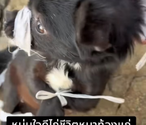 V1301006_The pregnant dog was about to give birth by herself, but help arrived in time #PregnantDog #MotherDog – Part 2