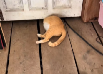 V1301007_Came to lie down and play in front of the door late at night #NongLin – Part 2