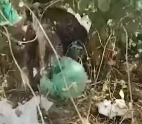 V1301008_poor stray dog wandered into construction site got cover…_part2