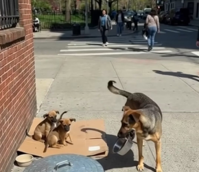 MV12010_After being ignored by a man eating nearby, a determined dog doesn’t give up. Carrying his empty bowl, he finds a way_p