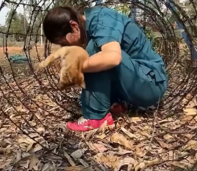 V1301009_poor puppy was trapped in barbed wire fence couldn get ou…_part2