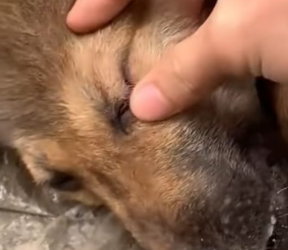 V1301010_poor stray dog wandered into construction site unfortunatel…_part2