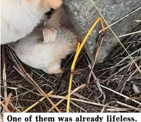 V1301011_found two abandoned puppies in wild, then #rescue #animals_part2