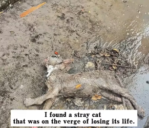 V1301012_found stray cat was on verge of losing its life. decid…_part2