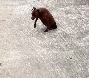 V1301013_poor dog was left both hind legs disabled after being hit by…_part2