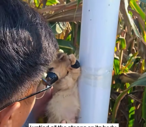 V1301015_saw little dog tied to an iron pole. Its limbs mouth were tie…_part2