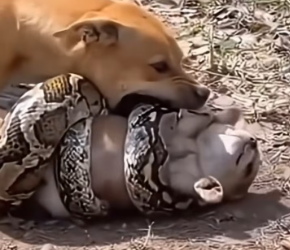 V1401026_#dog #animls #helping #fox_part2