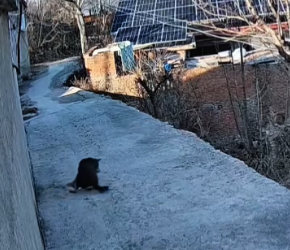 V1401029_poor dog #dog #dogs #typ #animals #animal_part2