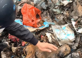 V1401019_While taking out trash, discovered poor dog lying motionle…_part2