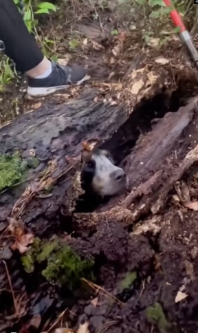 Couple Rescues Dog Stuck Inside Dead Tree #trendingvideo #trending