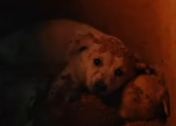 V2301001_God will punish you, bless girl.#thucunggiaitri #dogsoftikto…_part2