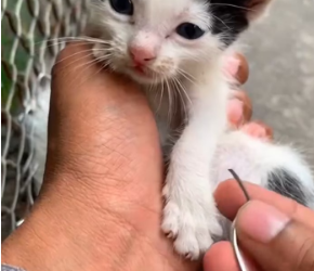 V2301003_ohh is cat_part2