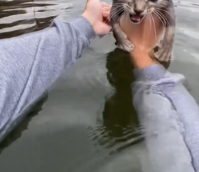 V2301005_kitten had fallen into water saved its life_part2