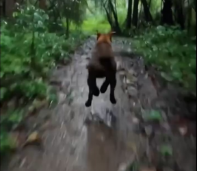 V2301006 Helped puppies in rain #helped #dog Life is Taf_part2