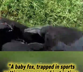 V2301007_baby fox, trapped in sports netting, was rescued just in time, gai…_part2