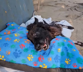 V2301008_Thanks to anyone who wants and can help, we rescued it! Now it’s ours_part2