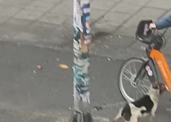 V2301009_someone takes pity and lets it go, but the owner gets furious_part2