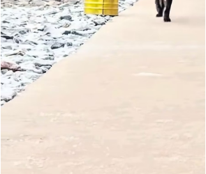 V2301010_mother Thank you #dog #mom #daddyofdogs #rescue #fyp_part2