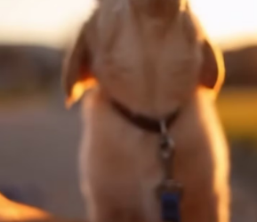 V2301011_puppy prayed to God to save its mother.#thucunggiaitri #cutedog_part2