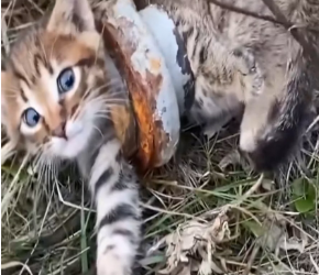 V2301013_Rescue kitty trapped in metal pipe #animals #fy #fyp #rescue_part2