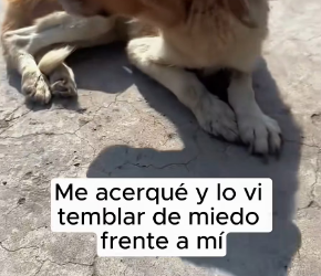 V1901038_hope all animals in world are treated kindness.#Foryou #an…_part2