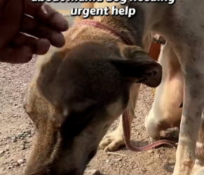 V1901006_mama dog eight puppies was found living dangerously near hig…_part2