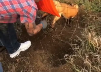 V2601003_Couple rescues poor fox stuck in fence #animals #animalsoftiktok #ani…_part2