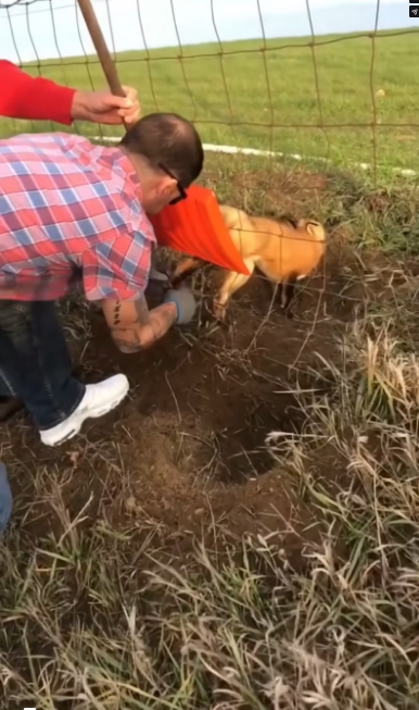 V2601003_Couple rescues poor fox stuck in fence #animals #animalsoftiktok #ani…_part2