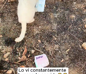 V1901039_Everything will be alright.#Foryou #animals #Friendship #us_part2