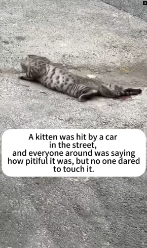 V2801001_kitten was hit by car in street,I help it,but #love #worl…_part2