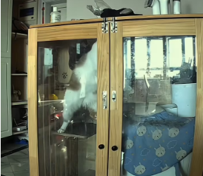 V0301007_poor cat #animals #catsoftiktok #fyp #omg #animals_part2