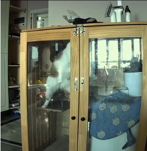 V0301007_poor cat #animals #catsoftiktok #fyp #omg #animals_part2