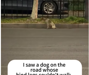 V2801002_mother dog dragged her injured hind leg forward,apparently to see…_part2