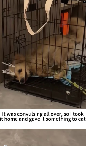 V2601014_friend told me an injured puppy had been hiding under car…._part2