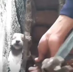 V2801022_parte rescue of small abandoned dog trapped in wall or having_part2