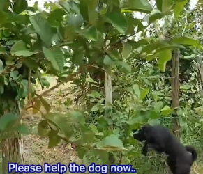 V0402025_puppy entangled in barbed wire #loveanimal #foryou #animalrescuer_part2