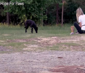 V1002006_Hermione stepped on cruel coyote trap suffered days until a…_part2