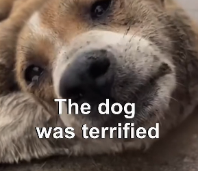 V2602028_dog need help #story #animal #resuce_part2
