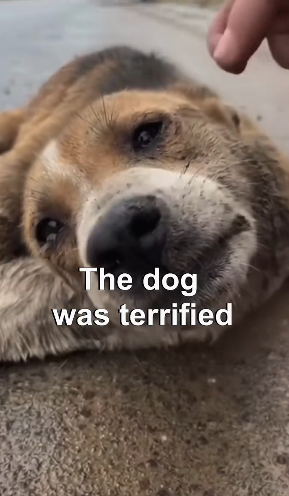 V2602028_dog need help #story #animal #resuce_part2