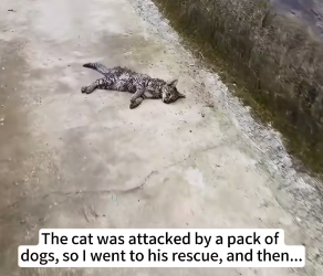 V0603013_cat was attacked by pack of dogs, so went to his rescue,_part2