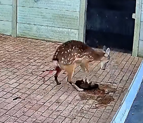 V0603036_fawn was abandoned by his mother shortly after_part2