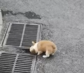 V1203024_abandoned puppy was so scared #shorts_part2