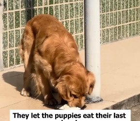 V1703004_dog was dragged sold, she shed tears, th_part2