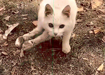 M1003003 A stray cat, dragging its crippled hind leg, crawled towards me. I re